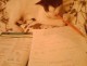 Kitty Blog