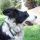colliemum's avatar