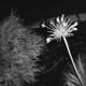 W H I T E W E A V E's avatar