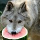Slywolfe's avatar