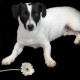 dogdaisy2's avatar