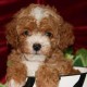 bow wow babies puppy prices