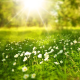 annasgardening's avatar