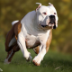 thebulldogbreeder23 Avatar