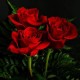 Christal Nizzy S.R's avatar