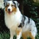 Australian Shepherds's avatar
