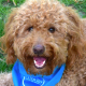 Happy-Go-Doodle's avatar