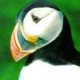 aradhanad's avatar