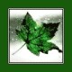 twilit's avatar