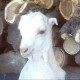 C.TdeF Avatar