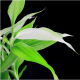 bambusasolutions's avatar