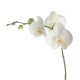 Avatar di orchideabliss