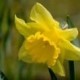 Lonely Daffodil Avatar