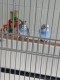 Ollie,Tom and Me