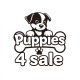 Puppies For Sale