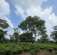 Nature's Tea Garden