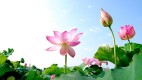 Hình ảnh của thư viện ảnh